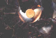 Laveur D&eacute;bourbeur
